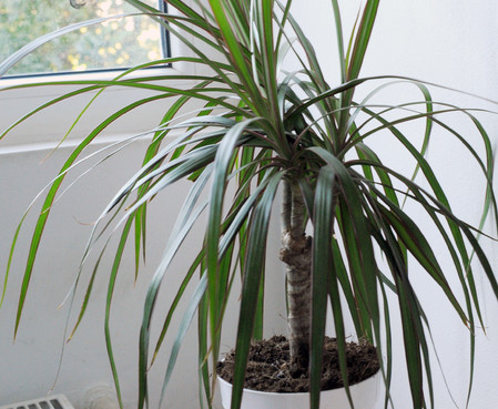 Dracena, micul palmier din casa (foto Alina Miron) - Dracaena, micul palmier din casa 
