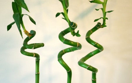 Dracaena sanderiana, supranumita bambusul norocos (foto liningthecloudswithsilver.blogspot.com) - Dracaena sanderiana, supranumita bambusul norocos