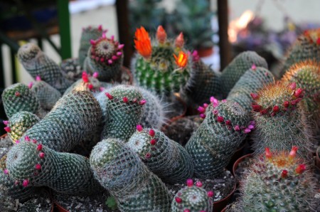 Cactusii sunt celebri pentru rezistenta la lipsa de apa, foto Alina Miron - Cactusii sunt celebri pentru rezistenta la lipsa de apa