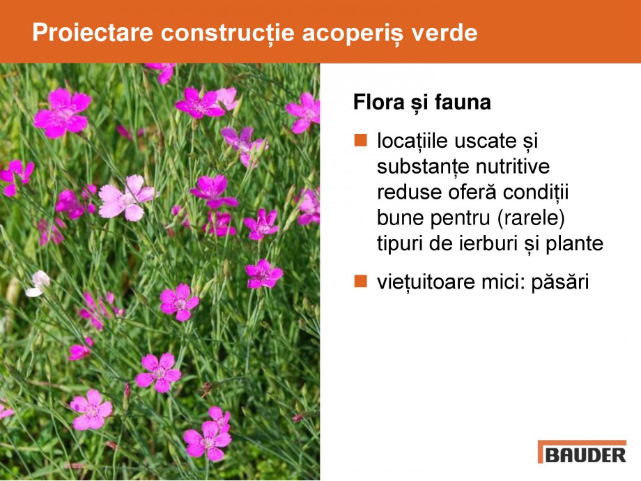 Pagina 36-Acoperis cu vegetatii extensive si intensive   BAUDER Catalog, brosura Romana 