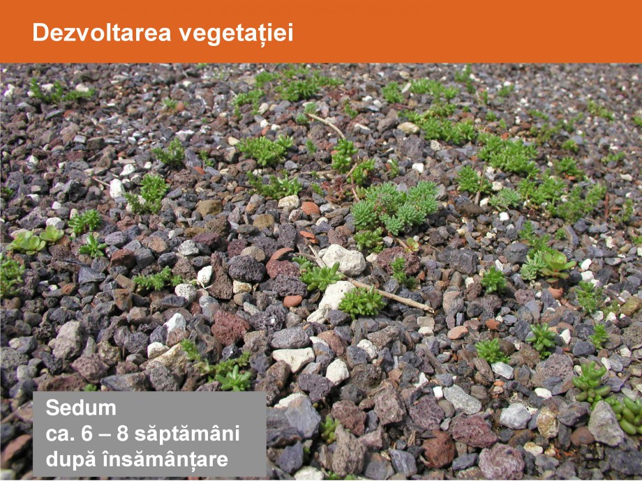 Pagina 19-Acoperisuri verzi - Metode de inverzire si intretinere BAUDER Catalog, brosura Romana 