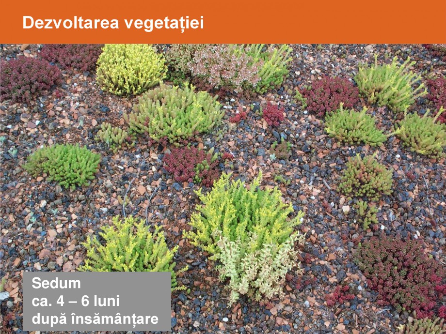 Pagina 20-Acoperisuri verzi - Metode de inverzire si intretinere BAUDER Catalog, brosura Romana 