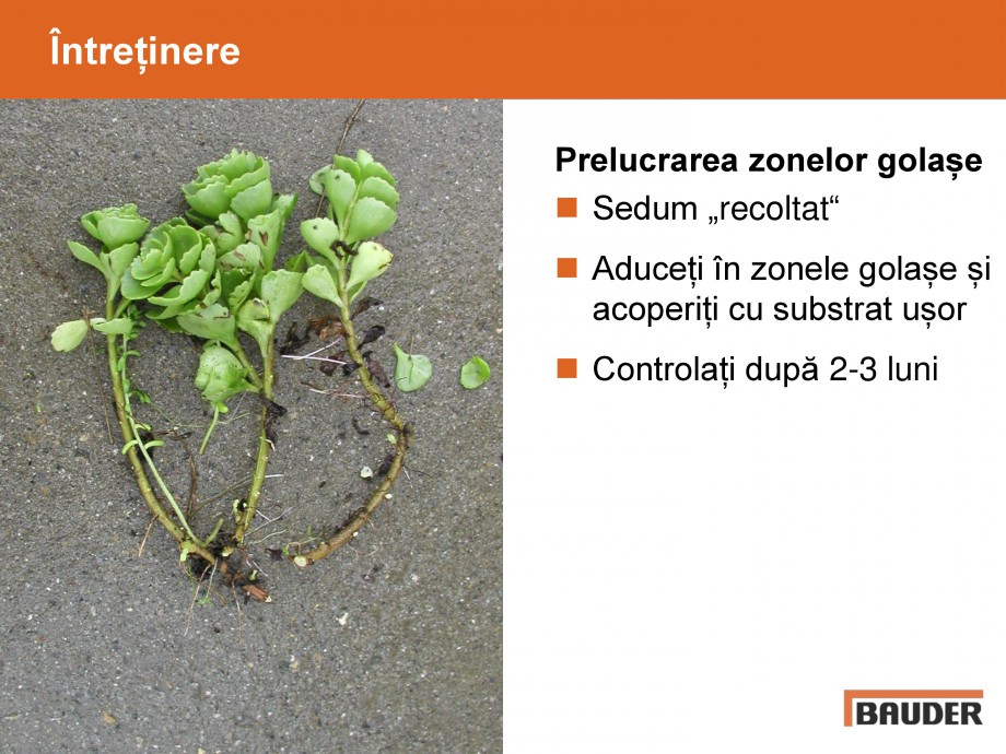 Pagina 31-Acoperisuri verzi - Metode de inverzire si intretinere BAUDER Catalog, brosura Romana 