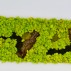 Tablou licheni si muschi “Primavera”, cu accente de lemn Tablouri lichieni