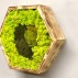 Tablou licheni hexagon, rama din lemn ars Tablouri lichieni