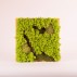 Tablou licheni “Acid Green”, fara rama Tablouri lichieni