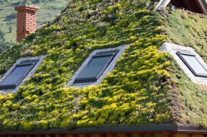 Evolutia acoperisului verde in 10 luni Evolutia acoperisului verde in 10 luni
