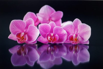 Sticla printata - orhidee roz Modele sticla printata