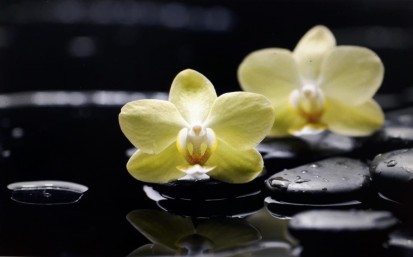 Sticla printata - orhidee galbena Modele sticla printata