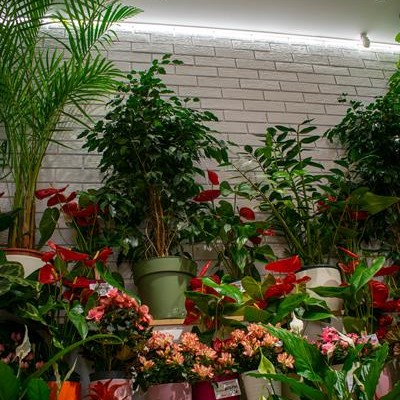 Amedio Ideas Interior florarie - Caramida aparenta klinker pentru placari interioare si exterioare Amedio Ideas