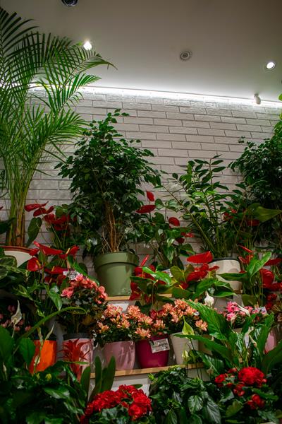 Interior florarie Proiect realizat cu caramida aparenta - Florăria Trandafirul din Bârlad