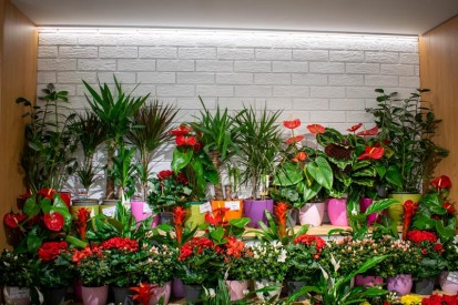 Perete florarie Proiect realizat cu caramida aparenta - Florăria Trandafirul din Bârlad