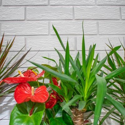 Amedio Ideas Perete interior - detalii - Caramida aparenta klinker pentru placari interioare si exterioare Amedio