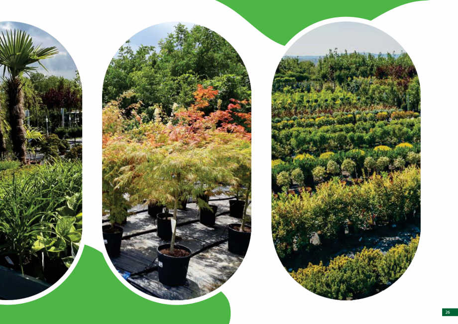 Pagina 27 - Catalog peisagistica rezidentiala si comerciala ECO GARDEN CONSTRUCT Catalog, brosura...