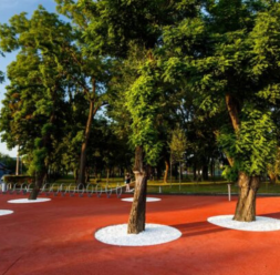 Plantare si toaletare arbori si arbusti ECO GARDEN CONSTRUCT