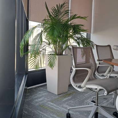 Amenajari spatii de birouri cu plante naturale Amenajari spatii de birouri cu plante naturale
