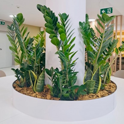 Amenajari spatii de birouri cu plante naturale Amenajari spatii de birouri cu plante naturale