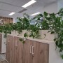 Amenajari spatii de birouri cu plante naturale