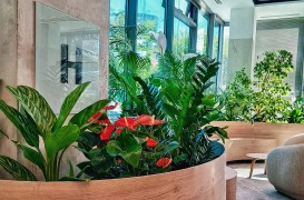 Amenajari spatii de birouri cu plante naturale si artificiale DOCTOR DE PLANTE