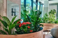 Amenajari spatii de birouri cu plante naturale si artificiale DOCTOR DE PLANTE