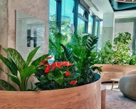 Amenajari spatii de birouri cu plante naturale si artificiale Alegeți o amenajare spatii de birouri cu