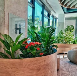 Amenajari spatii de birouri cu plante naturale si artificiale DOCTOR DE PLANTE