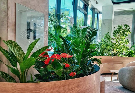 Amenajari spatii de birouri cu plante naturale si artificiale DOCTOR DE PLANTE