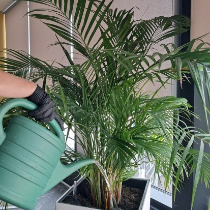 Intretinere si mentenanta plante naturale Intretinere si mentenanta plante naturale