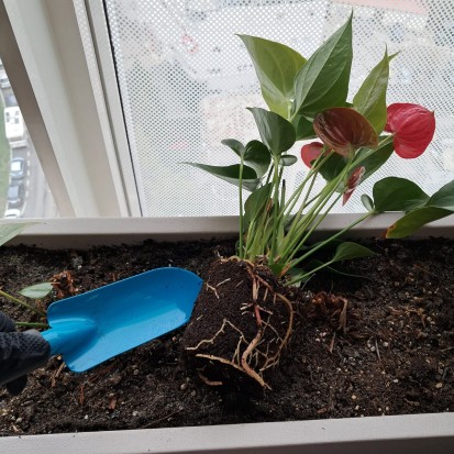 Intretinere si mentenanta plante naturale Intretinere si mentenanta plante naturale