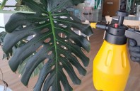 Servicii de intretinere plante naturale in spatii de birouri din Bucuresti DOCTOR DE PLANTE