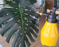 Servicii de intretinere plante naturale in spatii de birouri din Bucuresti Investiția &icirc;ntr-o amenajare peisagistică de