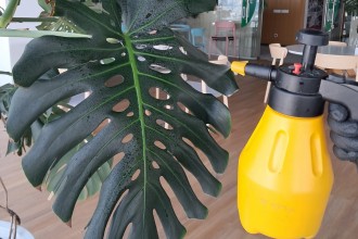 Servicii de intretinere plante naturale in spatii de birouri din Bucuresti DOCTOR DE PLANTE