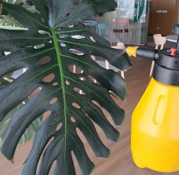 Servicii de intretinere plante naturale in spatii de birouri din Bucuresti DOCTOR DE PLANTE