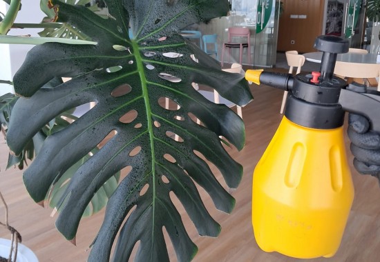 Servicii de intretinere plante naturale in spatii de birouri din Bucuresti DOCTOR DE PLANTE