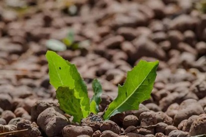 vedere de aproape - Argila expandata Argila expandata