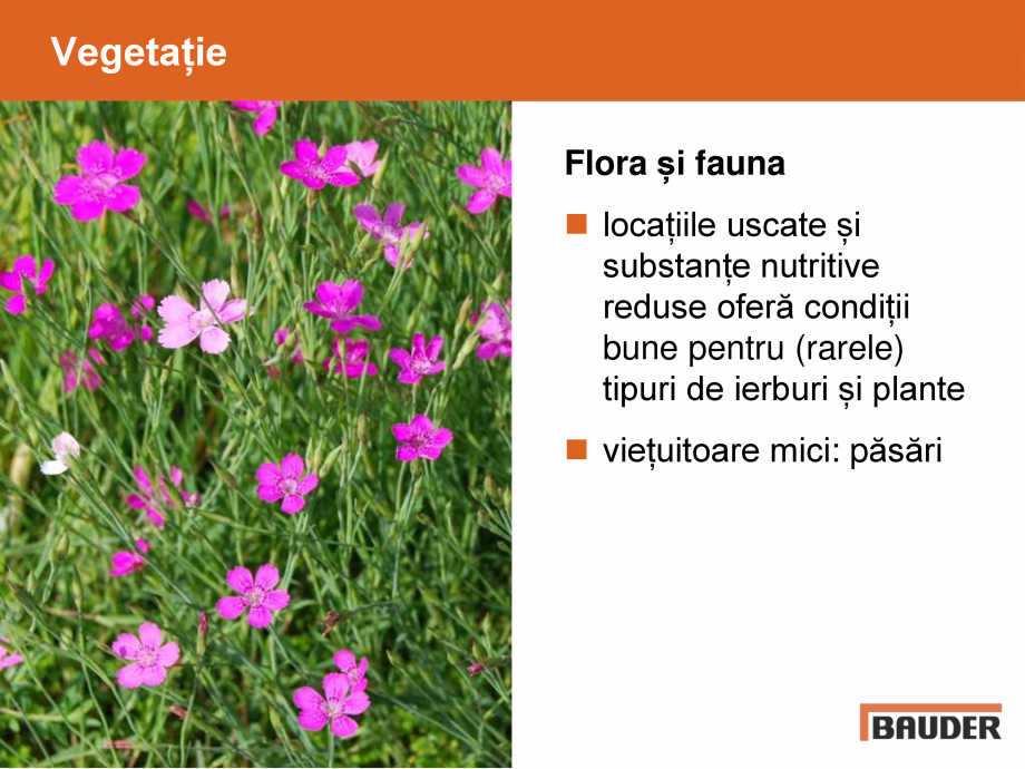 Pagina 22-Acoperis cu vegetatie extensiva, intensiva BAUDER Catalog, brosura Romana 