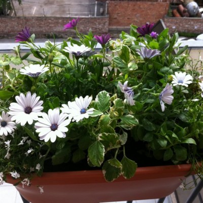  Jardiniere pentru balcon - SIMACEK Gardening 