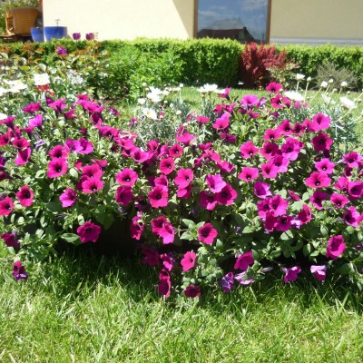  Jardiniere cu Petunia1 - SIMACEK Gardening 