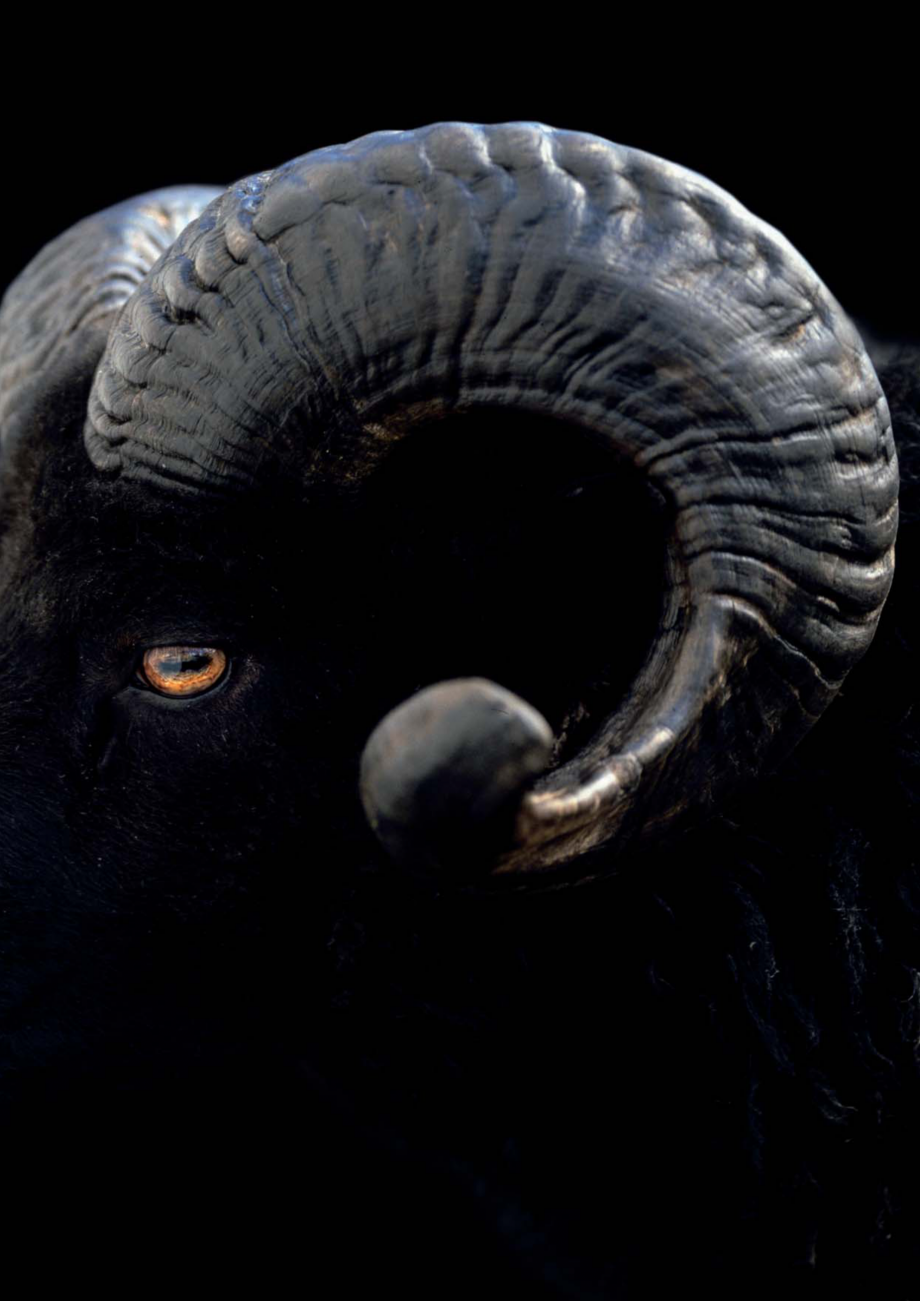 Pagina 3-Broasca multipunct pentru usi cu oblon AGB ARIETE Catalog, brosura Engleza pring cap provided with...