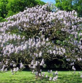 Paulownia - arborele minune