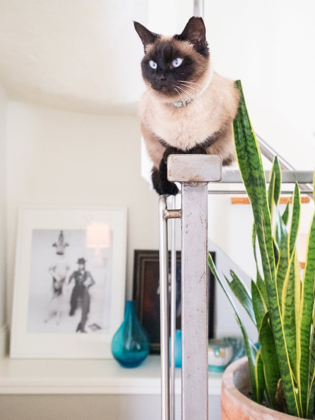 Cum să faci din apartament un loc mai distrativ pentru pisica ta - Cum să faci