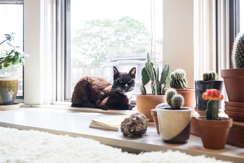 Cum să faci din apartament un loc mai distrativ pentru pisica ta - Cum să faci