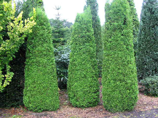 Tuie columnara - Coniferele - forme care pot personaliza gradina