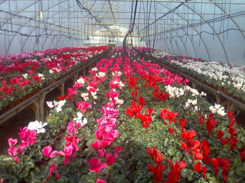 Flori frumoase in serele Biosolaris Producator de Plante Haideti sa le vedeti! - Flori frumoase in