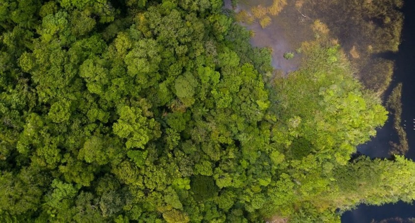 Una dintre cele mai mari păduri neafectate din lume este protejată - Una dintre cele mai
