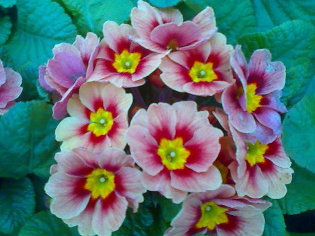 Flori frumoase in serele Biosolaris Producator de Plante Haideti sa le vedeti! - Flori frumoase in
