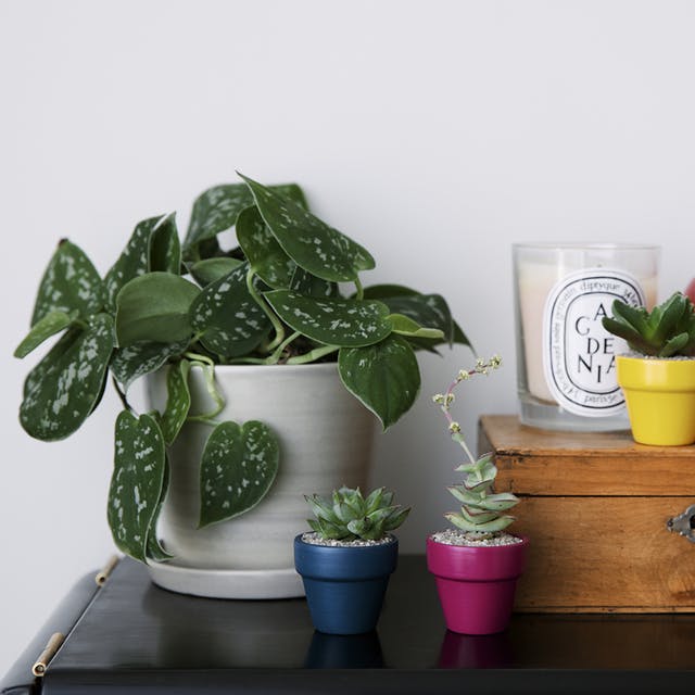 Plante de interior care vor supraviețui în apartamentele noastre - Plante de interior care vor supraviețui