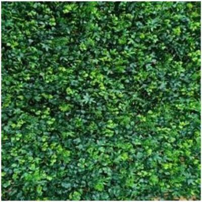Greenwall Leaves-N (VV 6008) - Green wall artificial