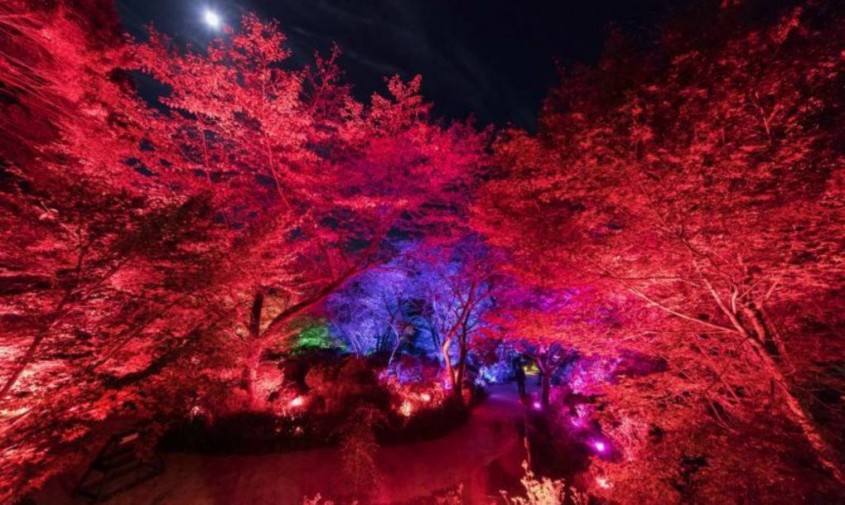 Parcul japonez gigantic transformat într-o pădure de lumină psihedelică - Parcul japonez gigantic transformat într-o pădure