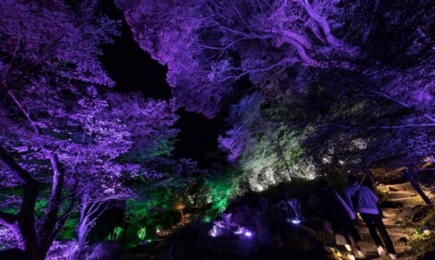 Parcul japonez gigantic transformat într-o pădure de lumină psihedelică - Parcul japonez gigantic transformat într-o pădure